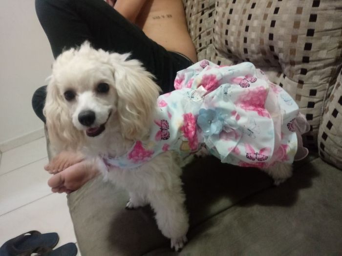 Cachorros participando da cerimônia, o que acham? 3