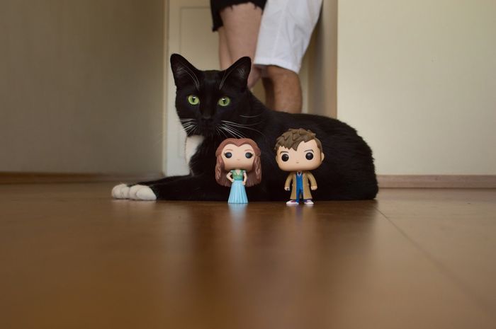 Acreditem: a participação do gato foi espontânea e inesperada! HAHA
