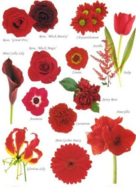 Catálogo de flores para seu casamento
