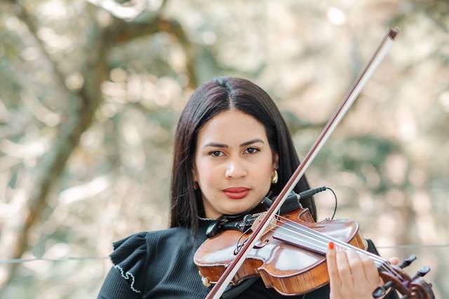 Violino