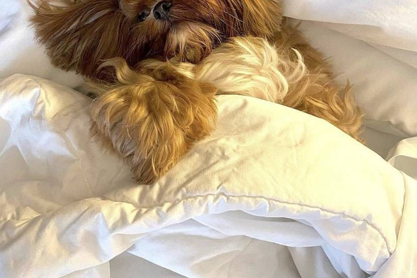Pet Friendly