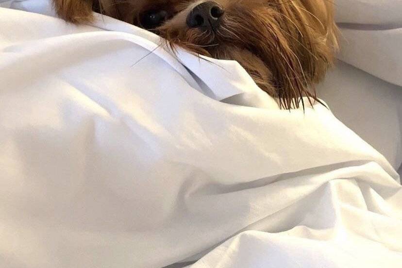 Pet Friendly