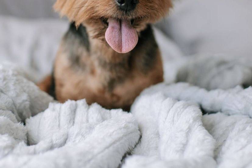 Pet Friendly