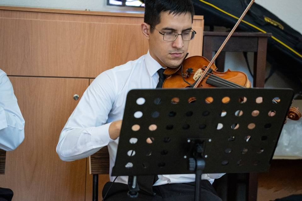 Violino