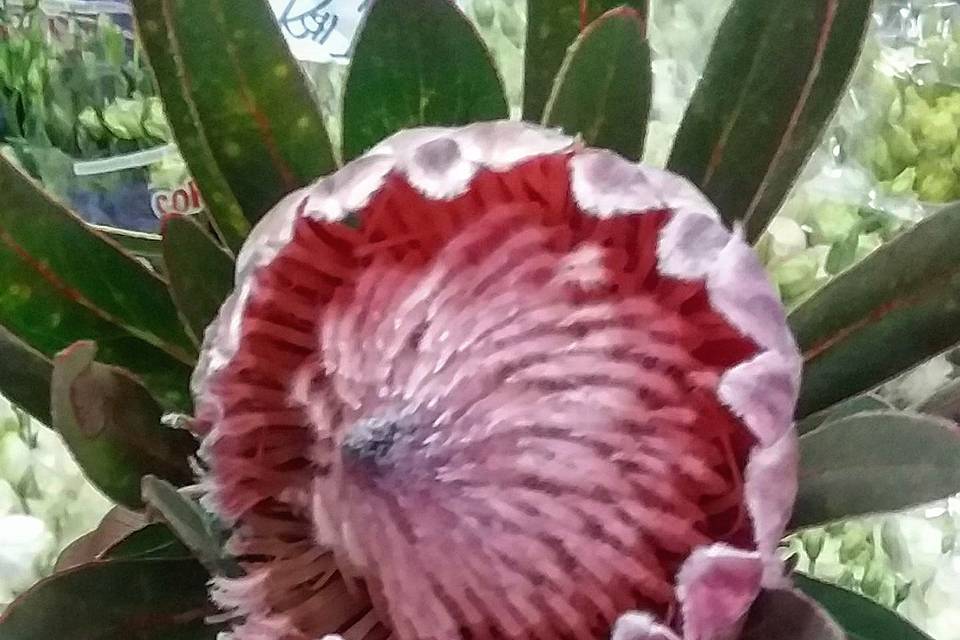 Protea