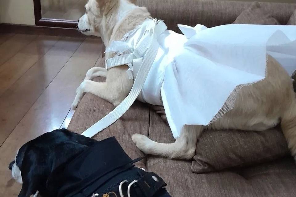 Olavo e Pombinha