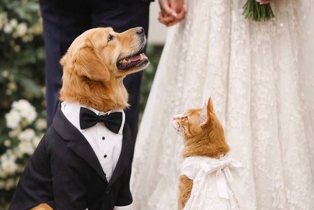 Anjos no Altar - Assessoria Pet