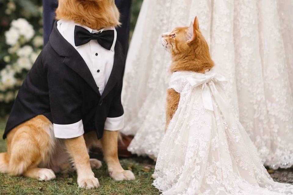 Anjos no Altar - Assessoria Pet