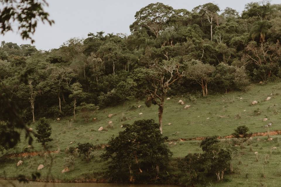 Bem te vi foto e filme