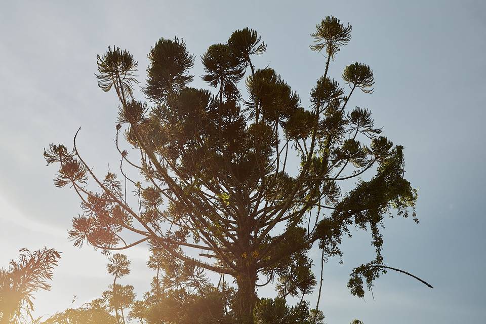 Parque araucarias