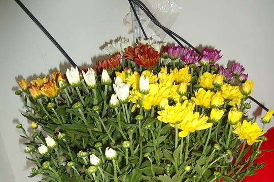 Flor de Macaxeira