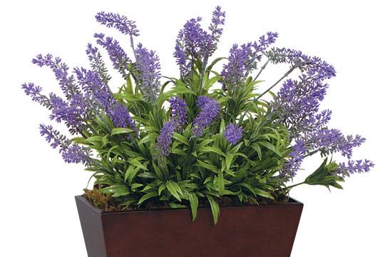 Arranjo Lavanda