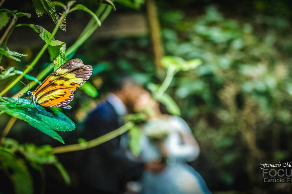 Butterfly and wedding