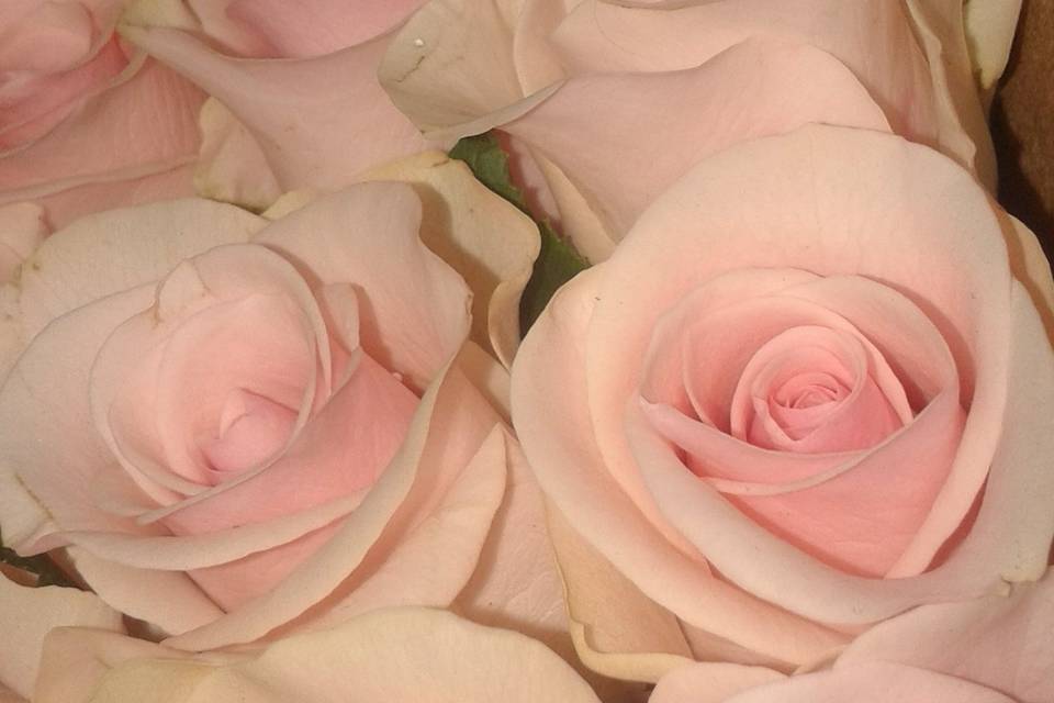 Rosas