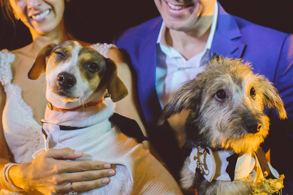 Pets no casamento