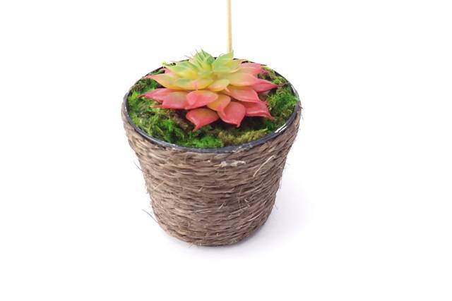 Mini suculenta rústica