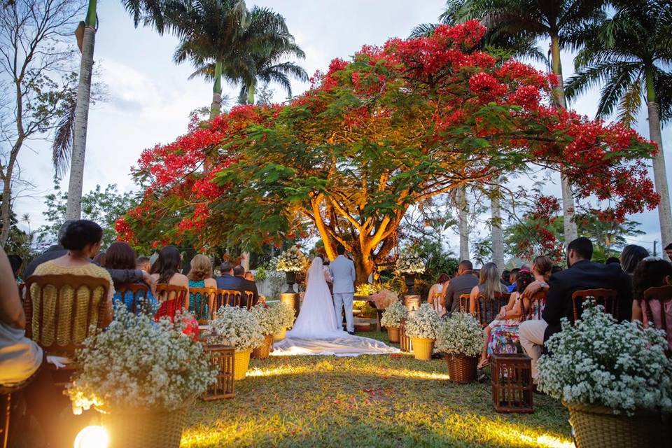 Casamento na árvore