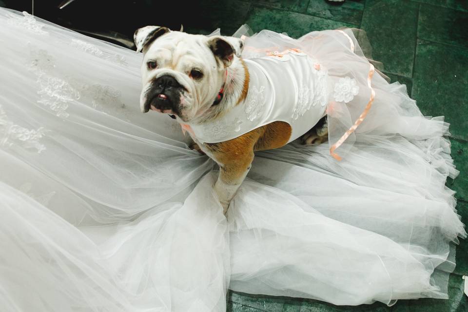 Pet no casamento