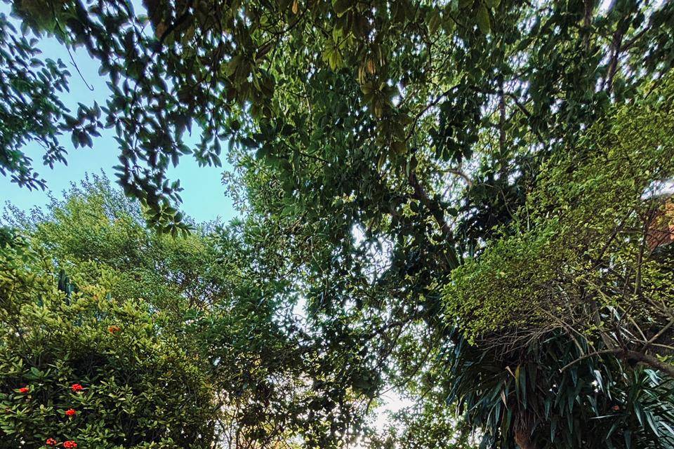 Jardim