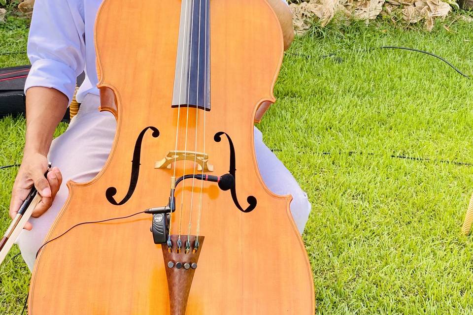 Violoncelo