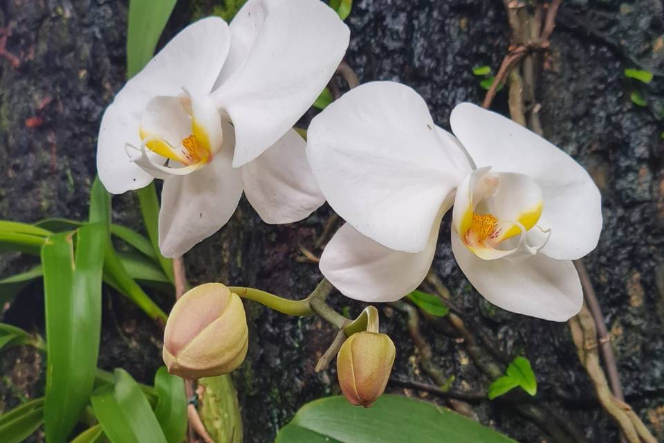 Orquídea