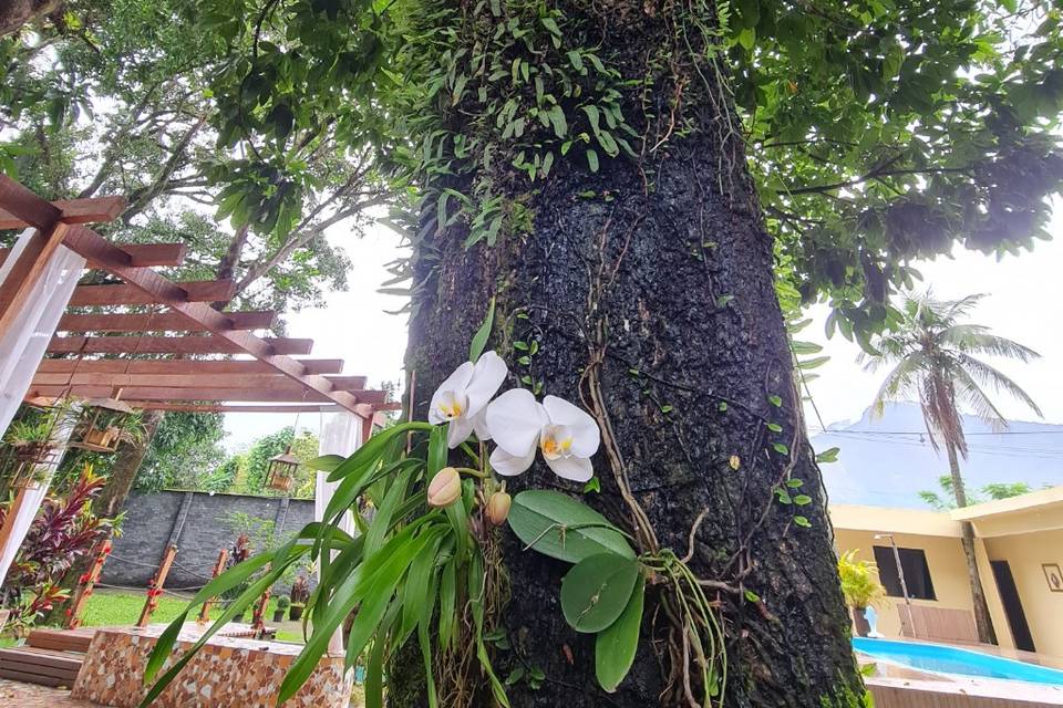 Sítio Araújo Árvore do Amor