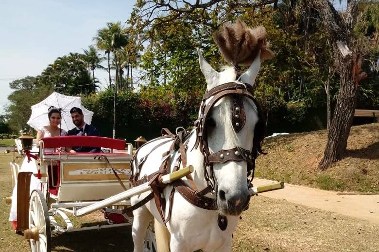 Requinte Carros e Carruagens