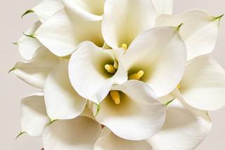 Celebrar Flores Oficial