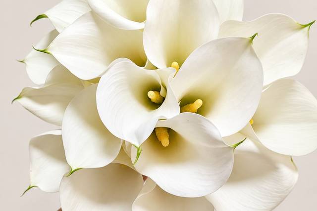 Celebrar Flores Oficial