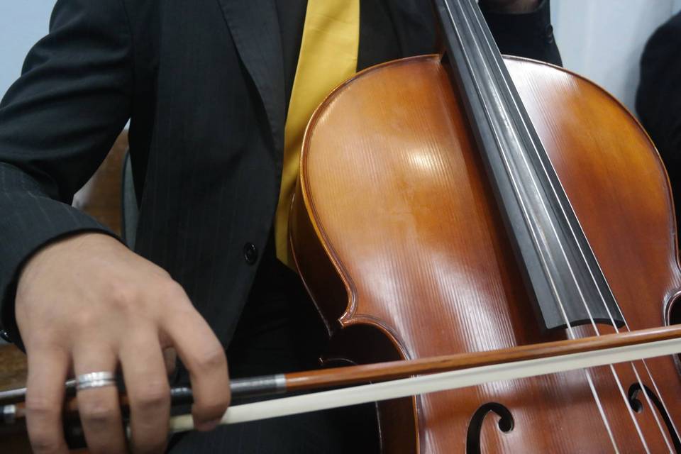 Violoncelos