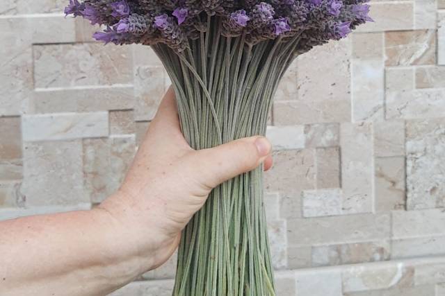 Lavanda Dentata Viva Maço G