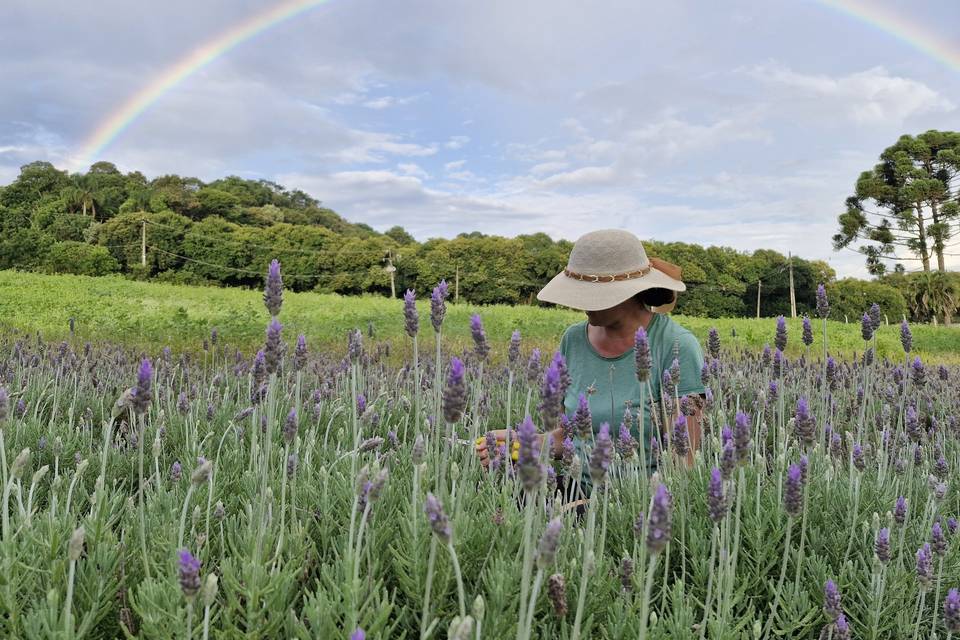 Lavanda Cultivo