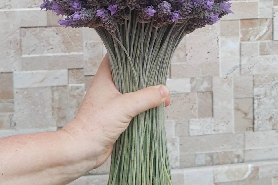 Lavanda Dentata Viva Maço G