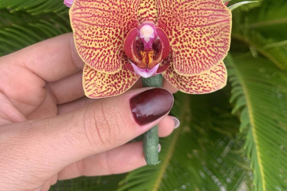 Lapela flor rara (orquídea)