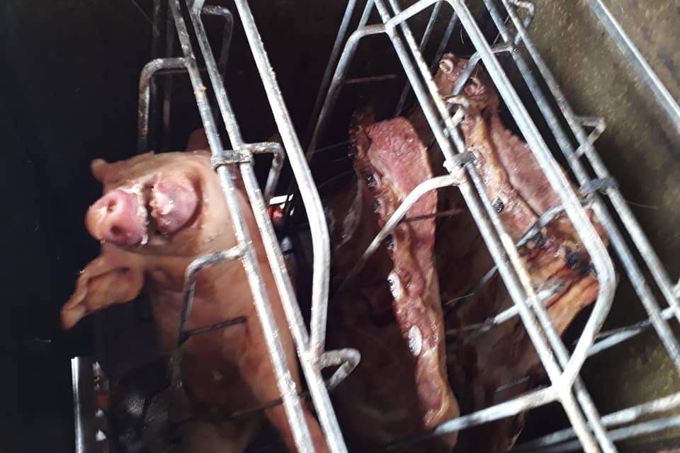 Porco a paraguaia