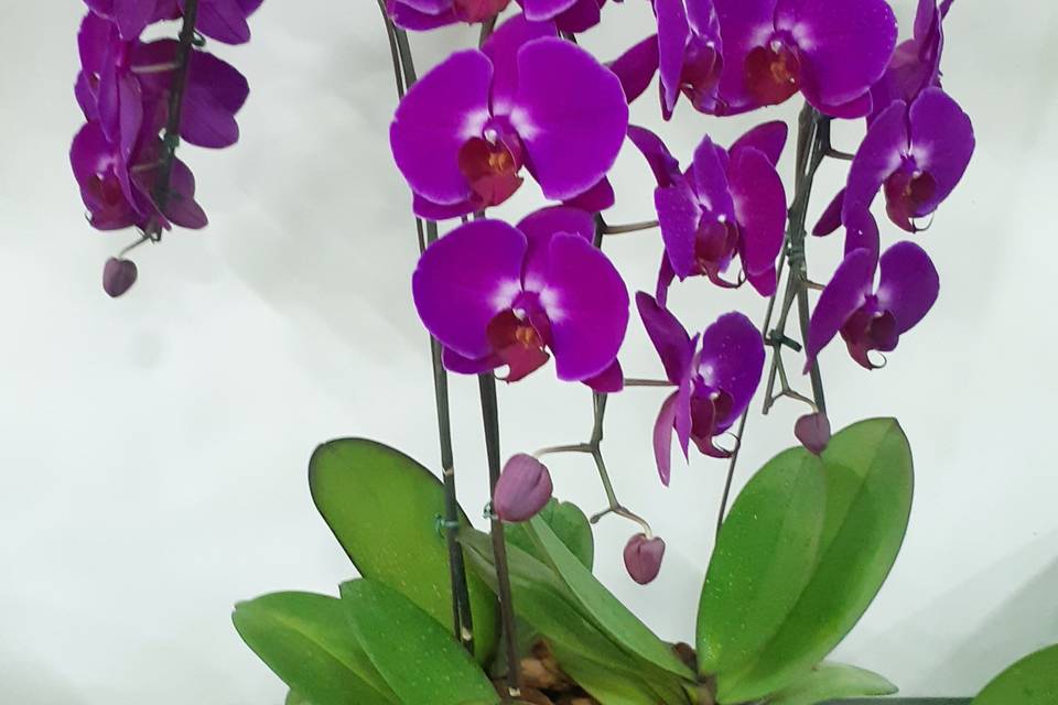 Phalaenopsis