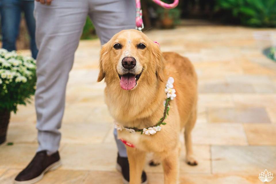 Cães casamento