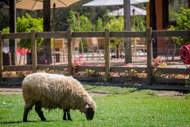 Go Organic Experience