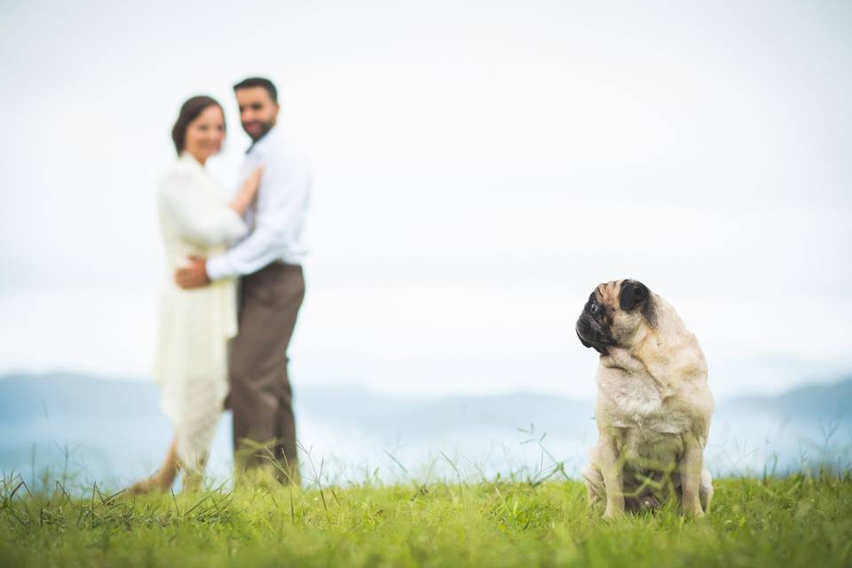 Pug na sessão prewedding