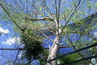 Pense Verde