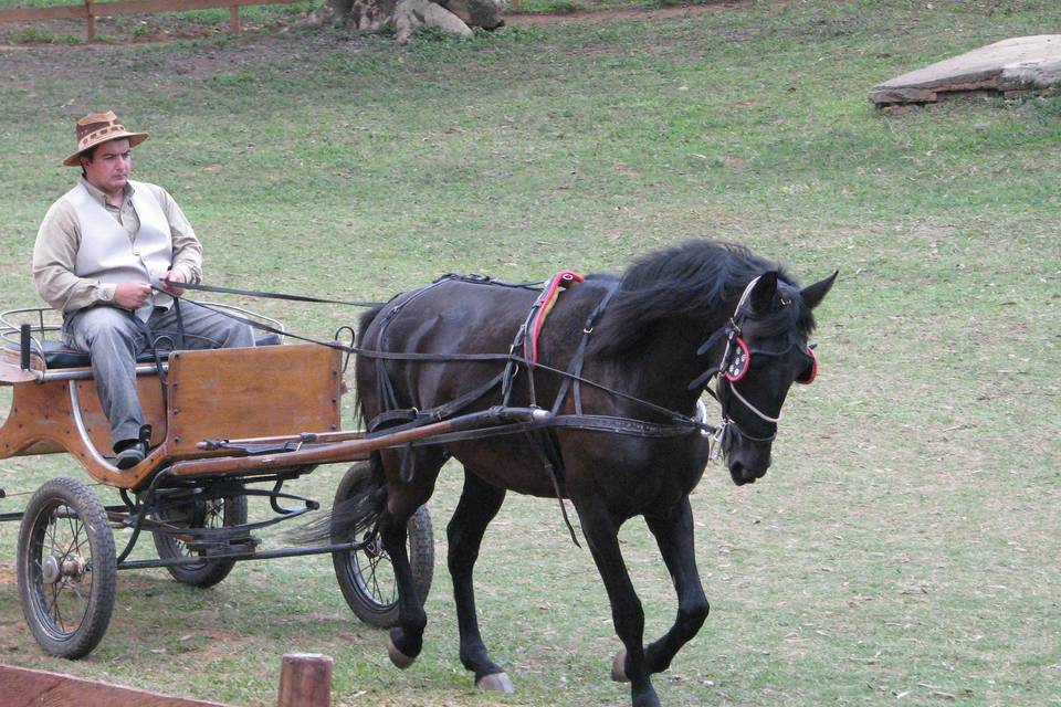 Cabriolet com égua psl