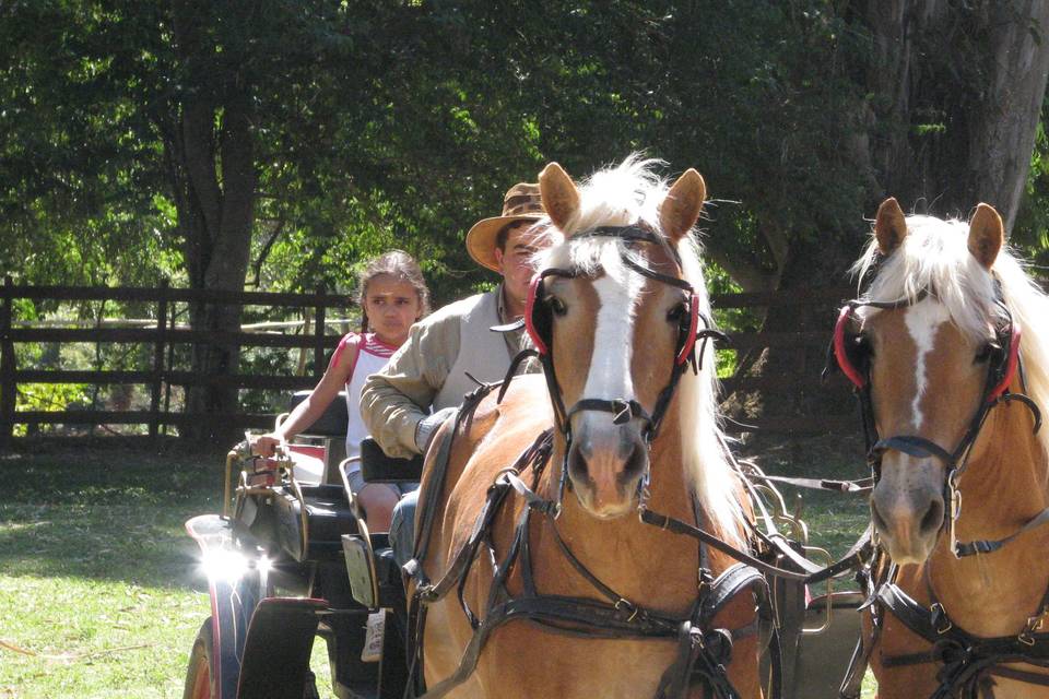 Trole com éguas haflinger