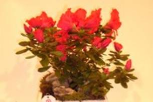 Decoração floral
