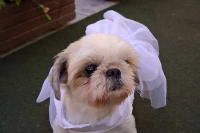 Thaís Pet - Pet Sitter