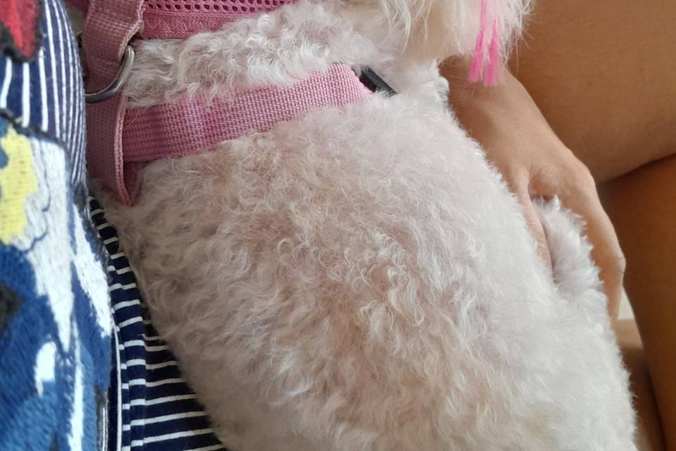 Tirando um cochilo