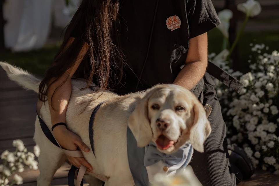 Thaís Pet - Pet Sitter