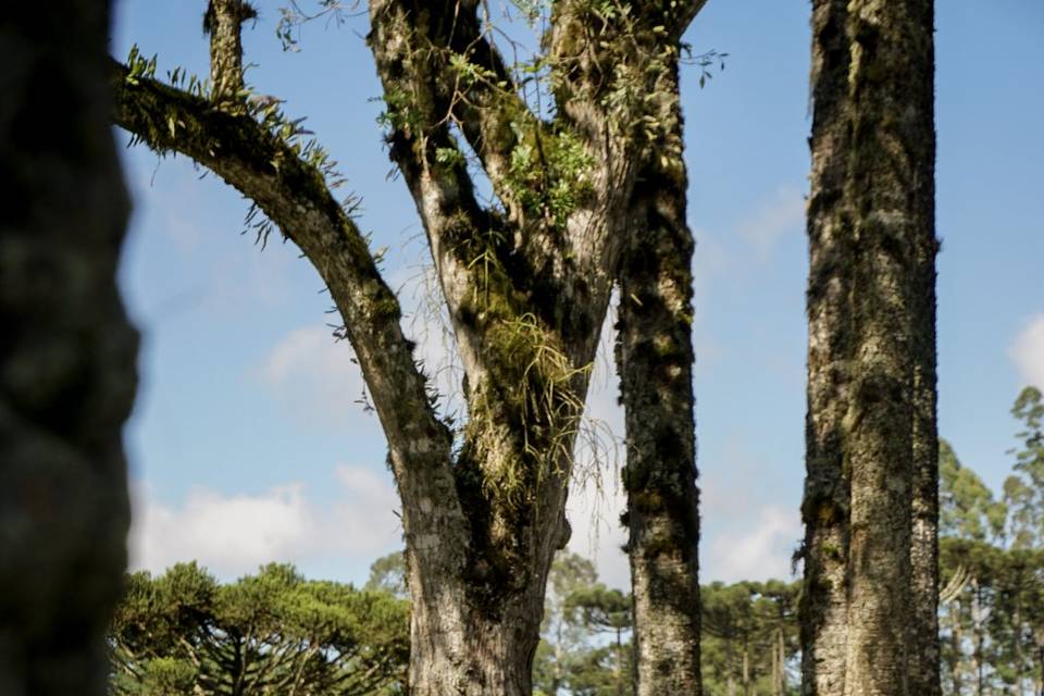 Casamento nas araucárias