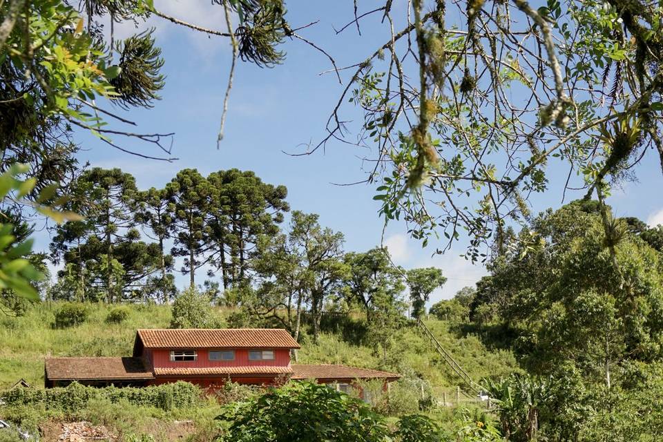 Casamento nas araucárias