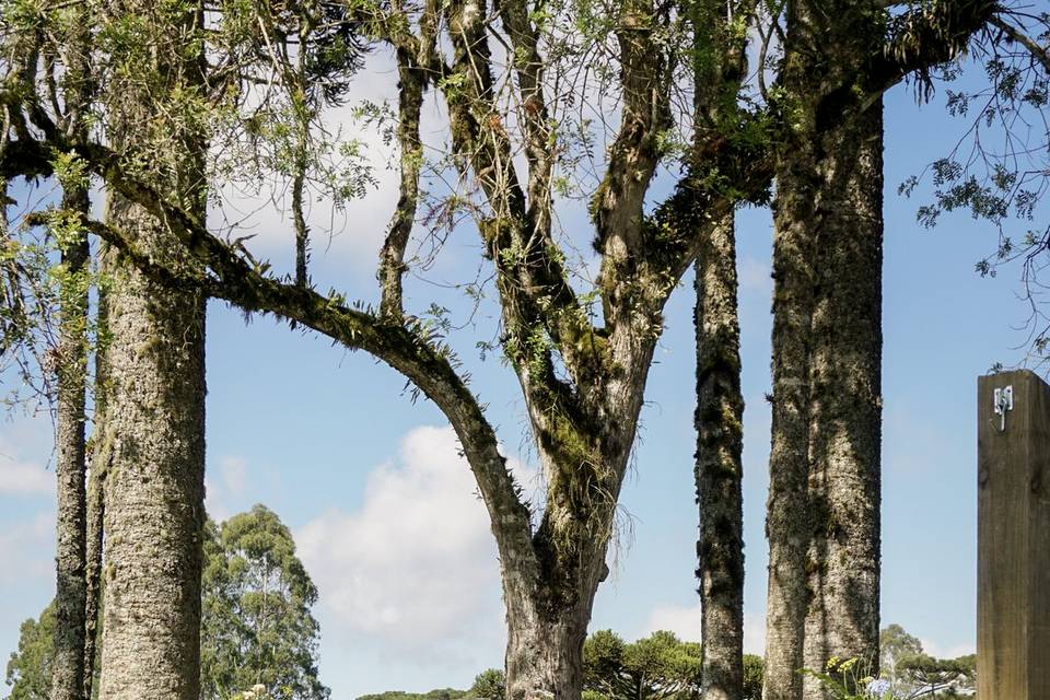 Casamento nas araucárias