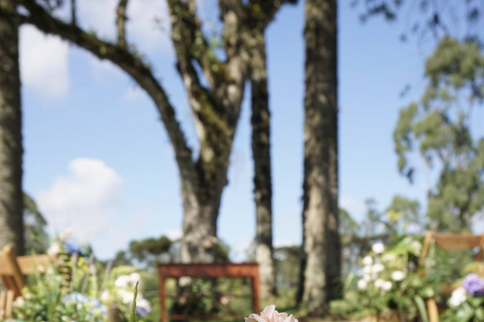 Casamento nas araucárias